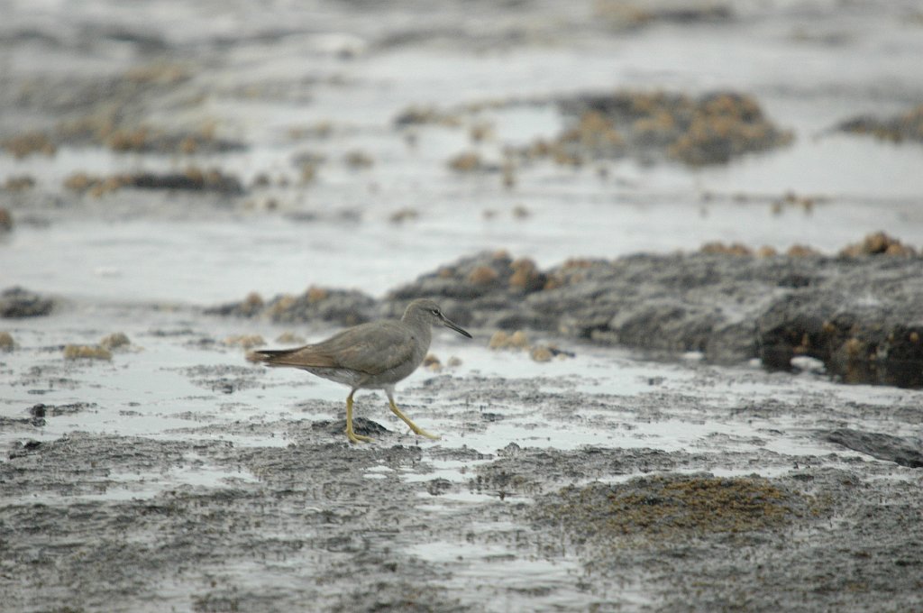 Sandpiper, Wandering Tattler, 2004-11056292.JPG - Wandering Tattler, Galapagos Islands, 11-5-2004